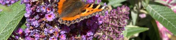 Bijen- en vlinderlokkende planten